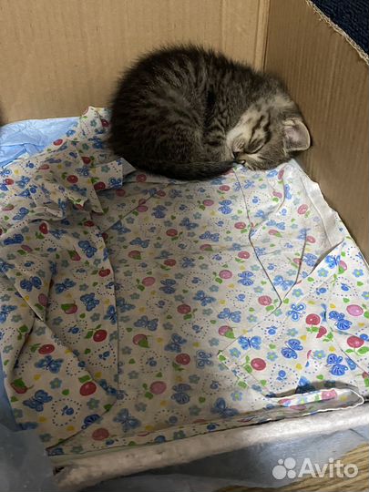 Шотландские котята