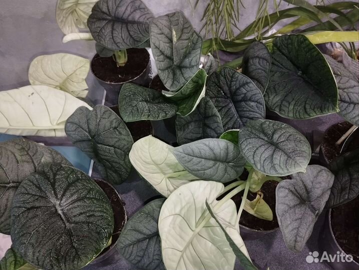 Аглаонема рози,каладиум,дисхидия,алоказия мело