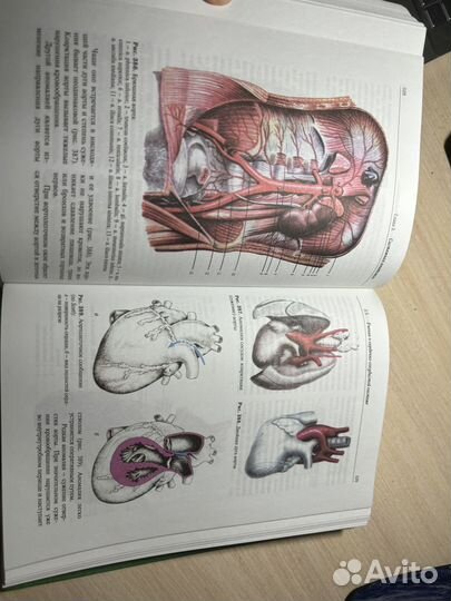 Книга анатомия человека