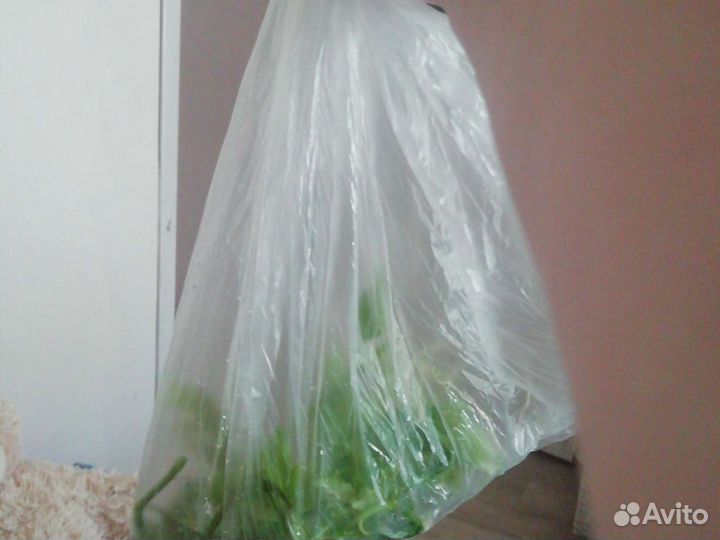 Подросли за шоколадку не горькую