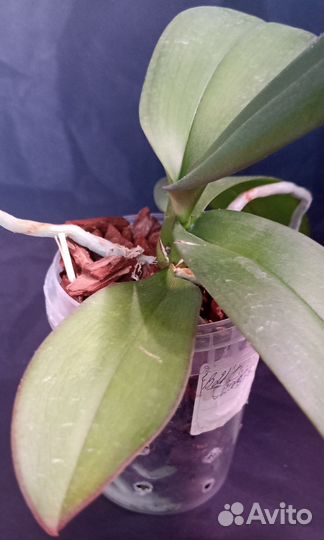 Phalaenopsis Fuller's Master