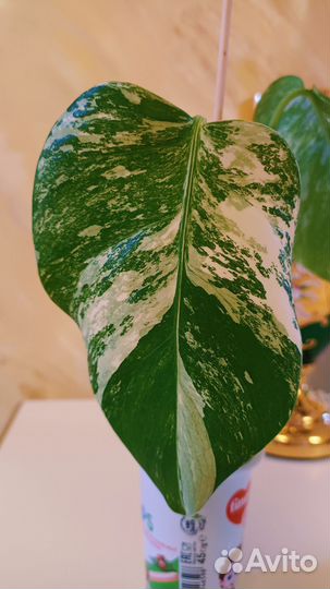 Монстера Альба вариегатная