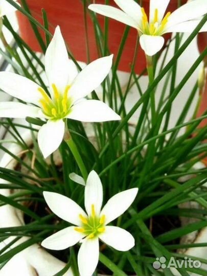 Зефирантес