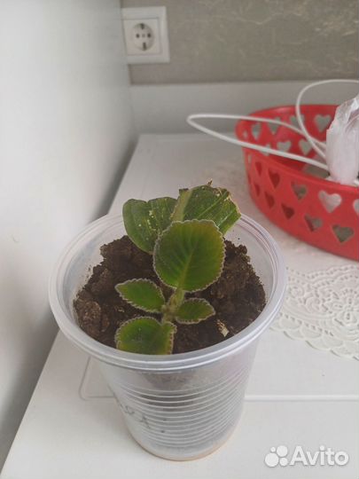 Глоксиния тидея