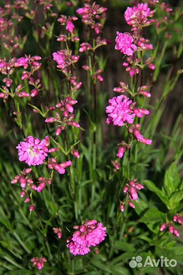 Цветы для сада