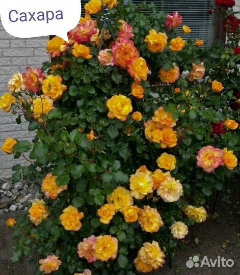 Розы плетистые саженцы