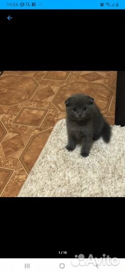 Вислоухие котята