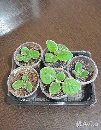 Глоксиния детки