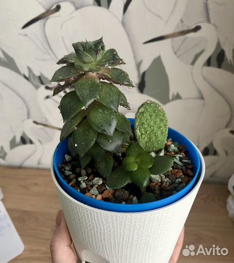 Набор из четырёх суккулентов