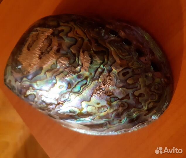 Натуральная перламутровая ракушка