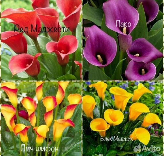 Клубни каллы