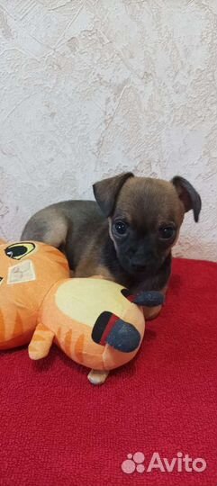 Той-терьер щенок