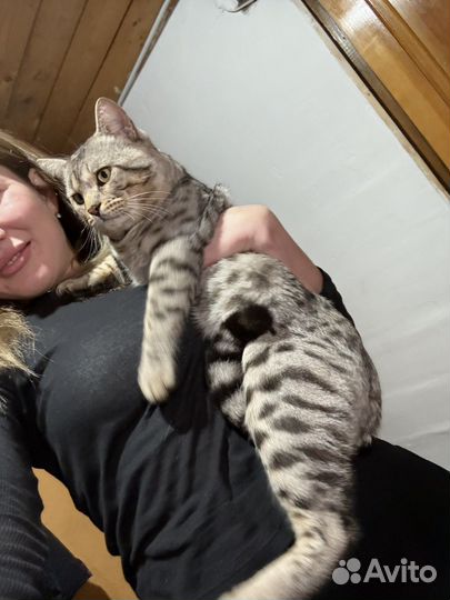 Отдаем кошку