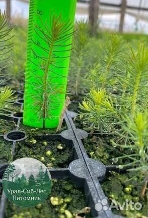 Зкс Сосна сеянцы Ели Лиственницы окс Голуб Горная