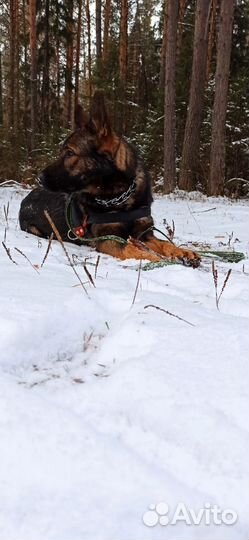 Кобель для вязки немецкая овчарка