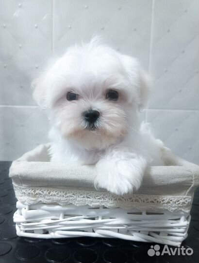 Щенки мальтезе РКФ