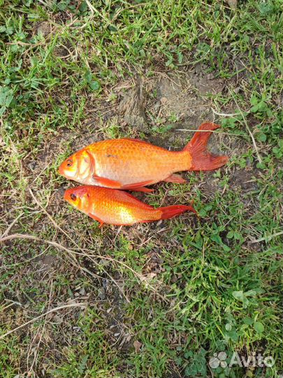 Живая рыба для пруда