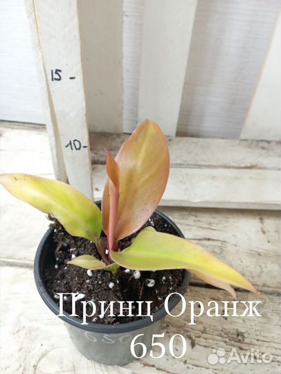Комнатные цветы растение Филодендрон Принц Оранж
