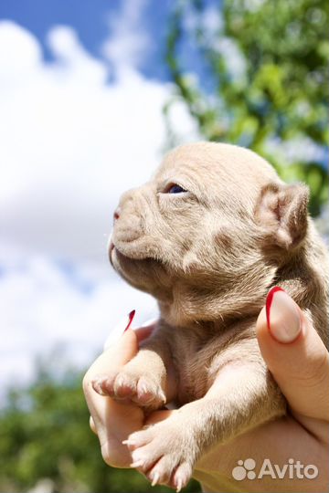 Роскошная девочка французского бульдога