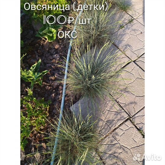 Примула гравилат овсяница и др. многолетники