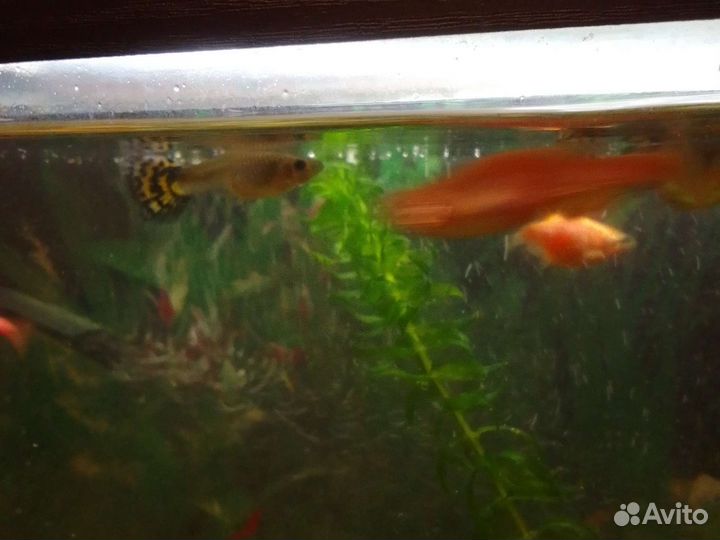 Гуппи мальки красавцы