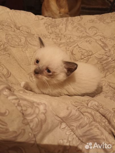 Котятки в добрые руки