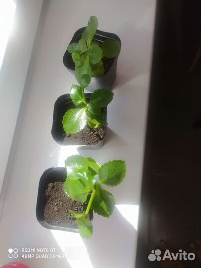 Каланхоэ красное