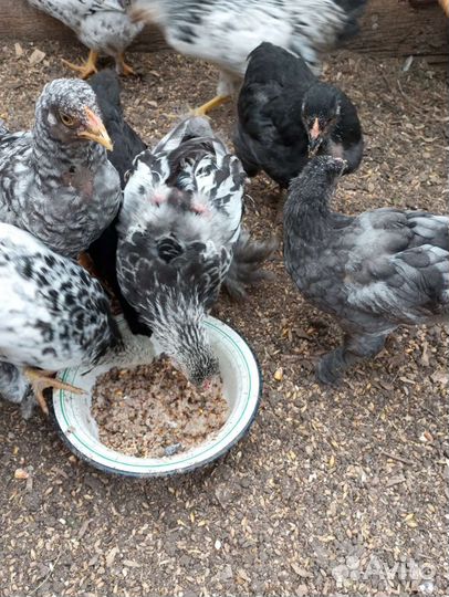 Цыплята и петушок брама