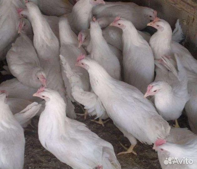 Куры молодки