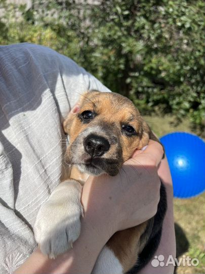 Бигль щенок