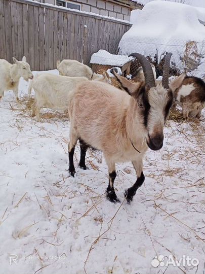 Козье молоко, сыр, доставка