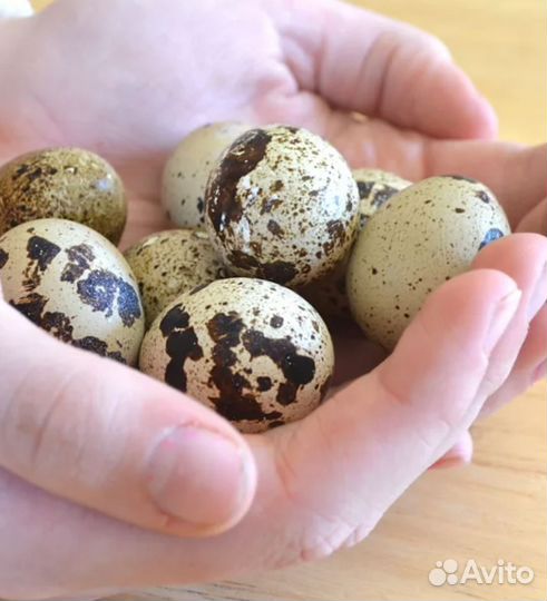 Яйца перепелиные