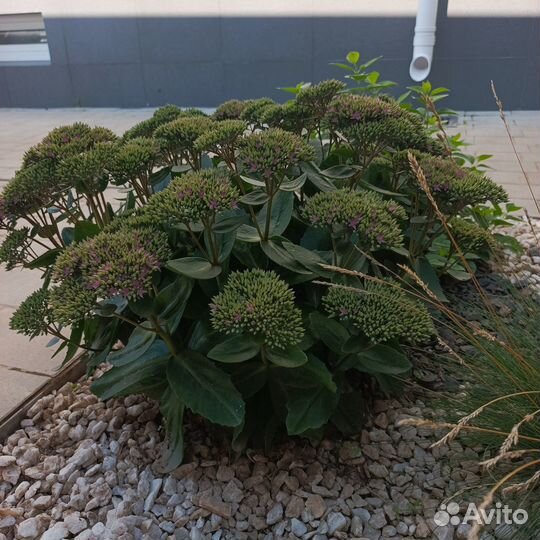 Саженцы декоративных растений