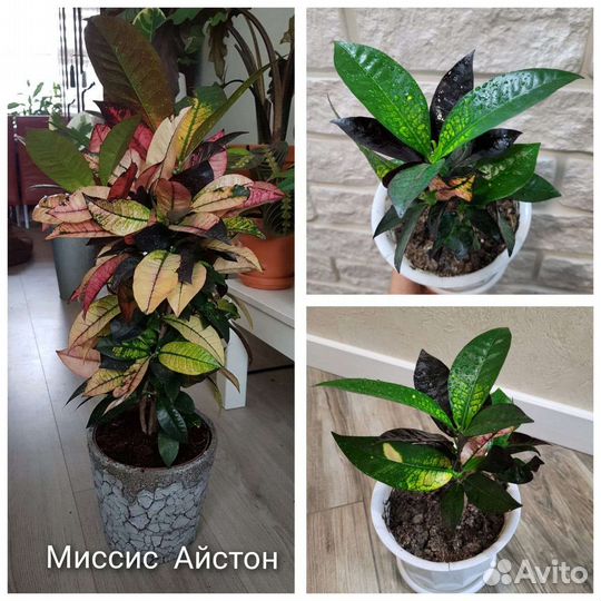 Кротоны разные