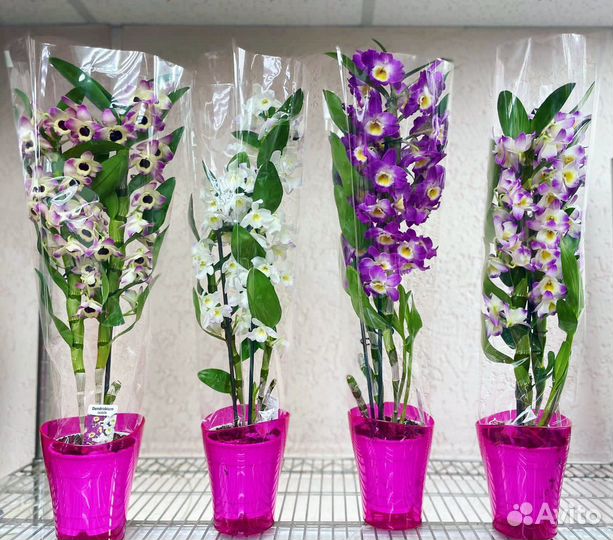 Орхидея дендробиум