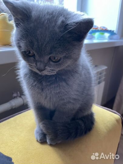 Кошка британка