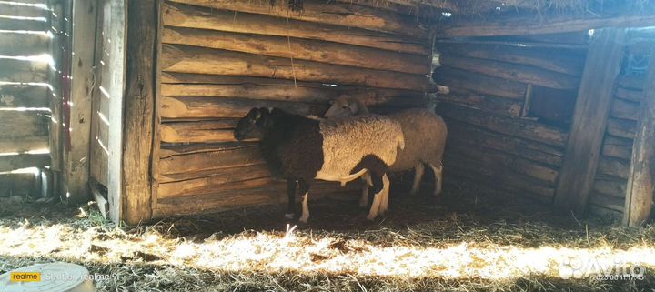 Баран дорпер на племя