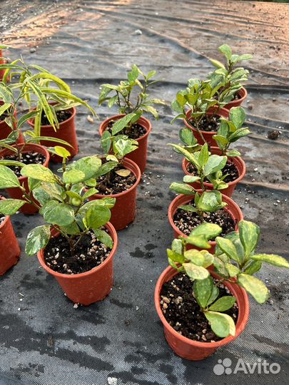 Фикус в ассортименте