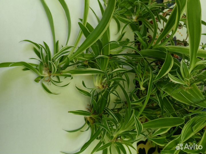 Хларафитрум