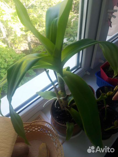 Комнатный цветок