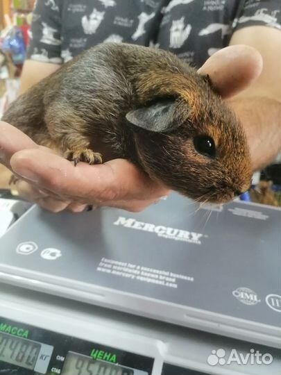 Морская свинка