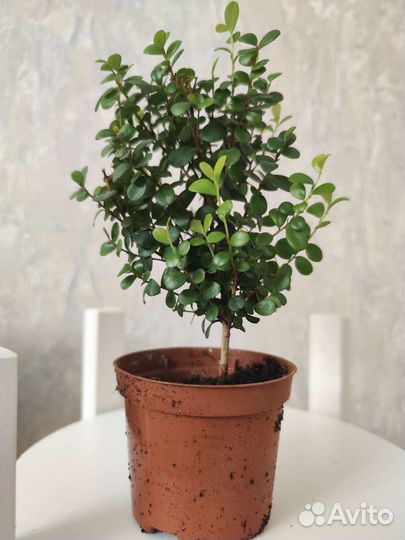 Деревце Мирт маленький