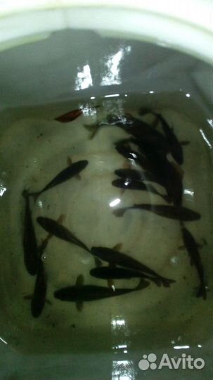 Живец карась