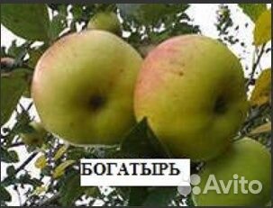 Саженцы плодовых деревьев