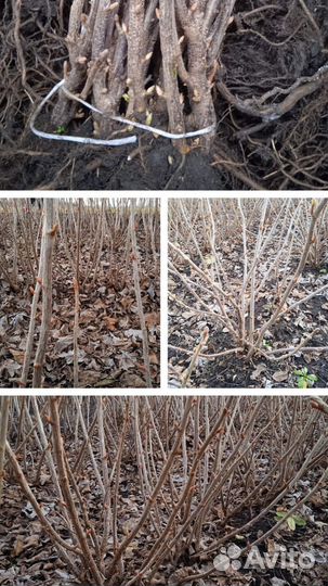 Смородина чёрная и красная