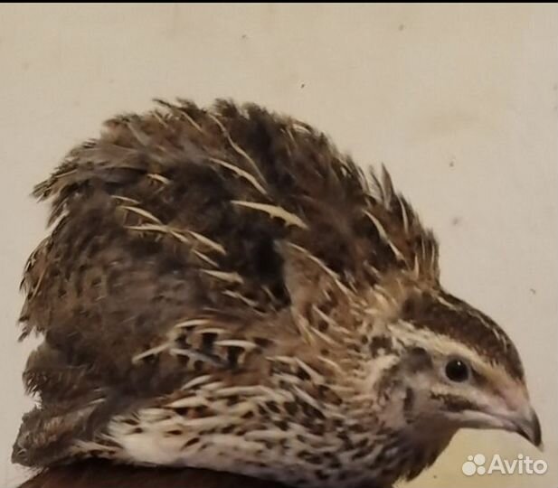 Живые перепелки яйцо