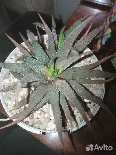 Кактусы и суккуленты