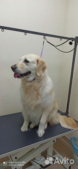 Экспресс линька крупных пород собак