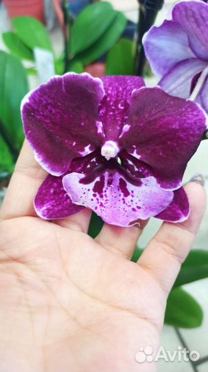Орхидея фаленопсис