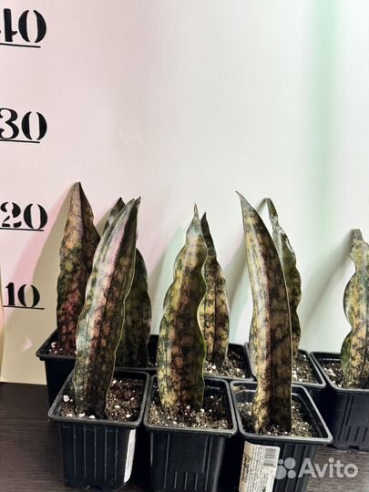 Сансивиерия